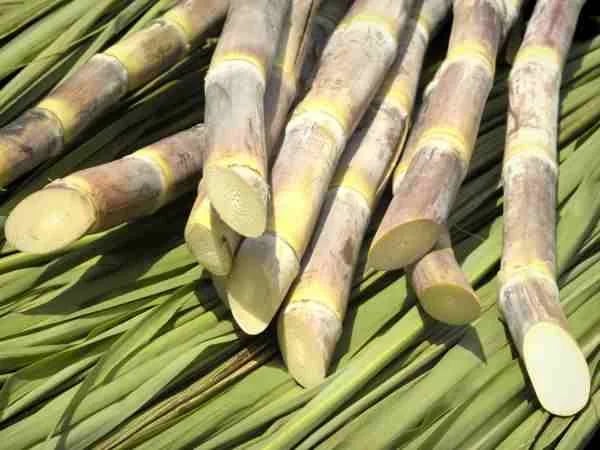 COLOMBIA: La agroindustria de la caña de azúcar brilla por tener un modelo productivo circular