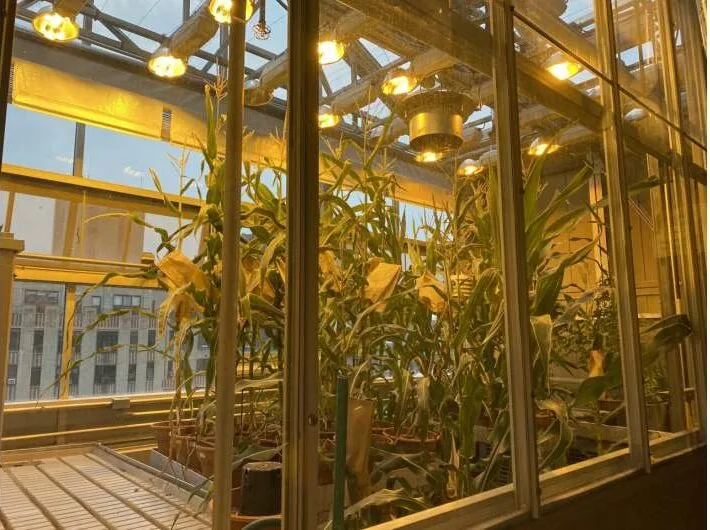 El aprendizaje automático descubre «genes de importancia» en la agricultura y la medicina