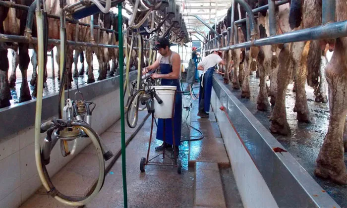 Chile: Académicos proponen medidas para mejorar trazabilidad de antibióticos en la leche
