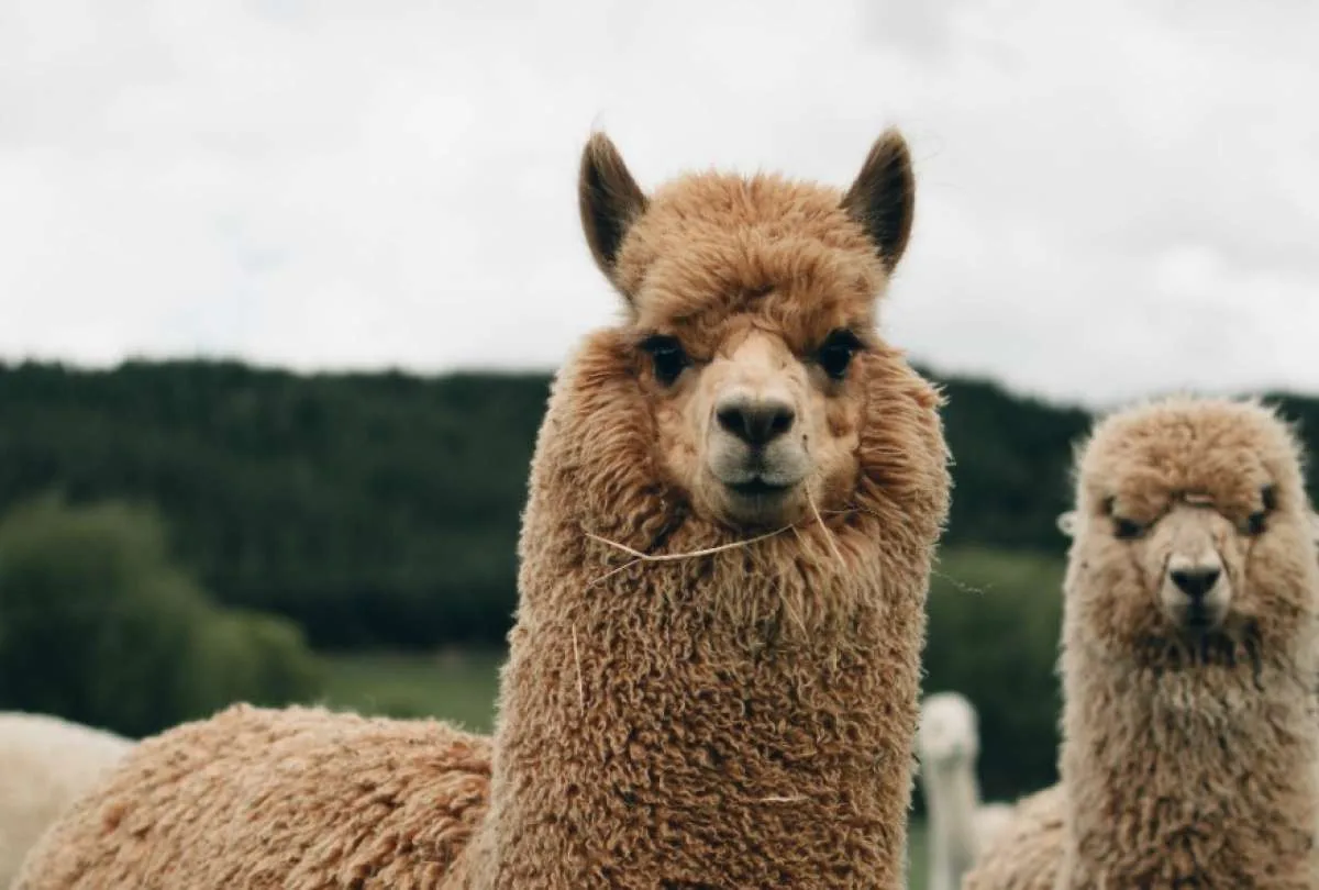 Neutralizan variante Delta con anticuerpos de llamas