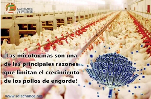 ¿Por qué las micotoxinas son los asesinos número uno de los pollos de engorde?