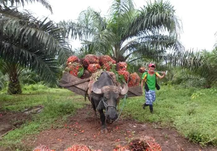 Ecuador: 120 mil hectáreas de palma con pudrición de cogollo en Santo Domingo
