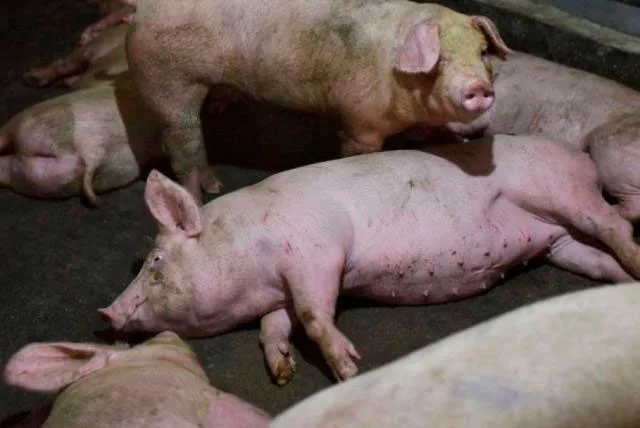 La OMSA celebra la histórica finalización de las negociaciones del Acuerdo sobre Pandemias