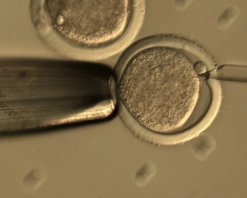 ¿Problemas con la Producción de Embriones In Vitro?: Conozca Algunos Factores que influyen