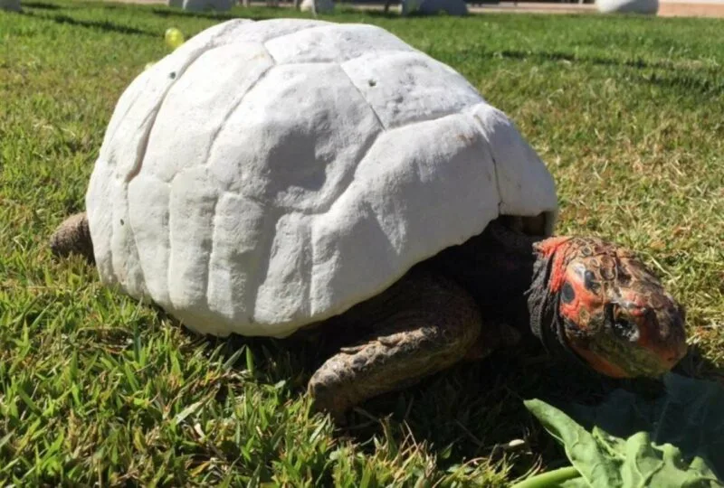 Científicos dotaron de un caparazón impreso en 3D a una tortuga