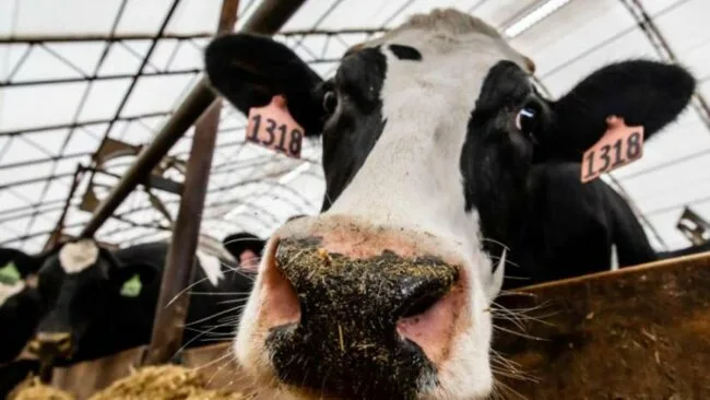 El mercado ganadero brasileño se sacude ante los rumores de la detección de un caso de Encefalopatía Espongiforme Bovina (EEB)