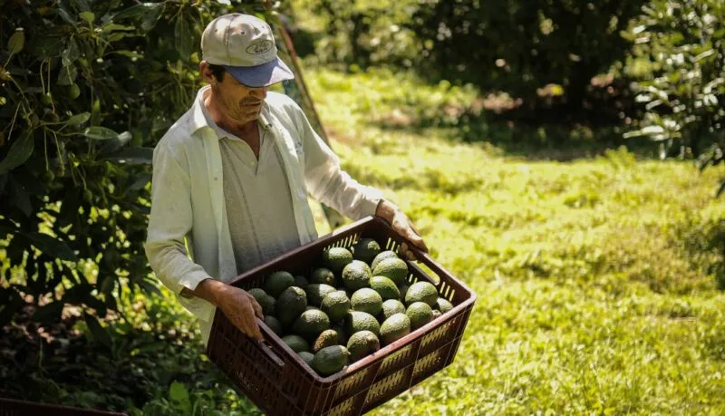 Colombia: Gremio exportador de Aguacate Hass definió estrategias para fortalecer el mercado