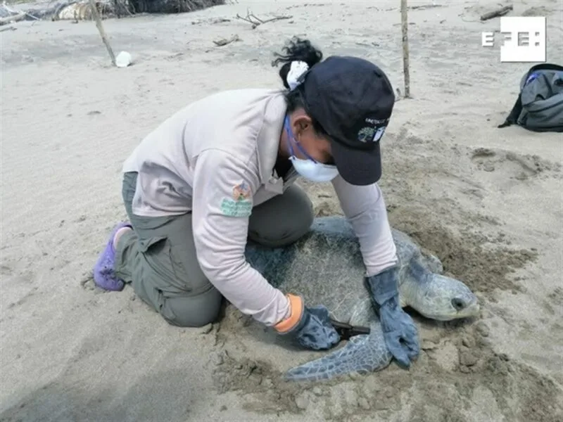 Ecuador: Más de 42 mil tortugas nacieron en Esmeraldas desde 2019