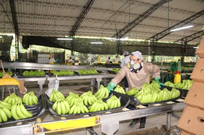 Colombia avanza en la producción y exportación de banano pese a los problemas logísticos y fitosanitarios