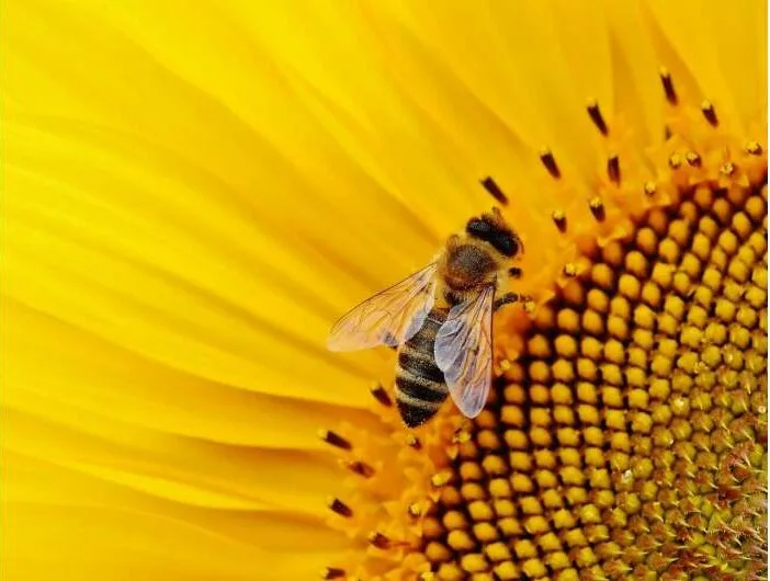 Experto advierte de un futuro sin abejas si los compradores no alteran nuestros hábitos de compra de alimentos