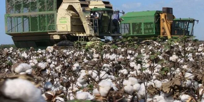 México: Algodoneros advierten caída en la producción por prohibición de agroquímico