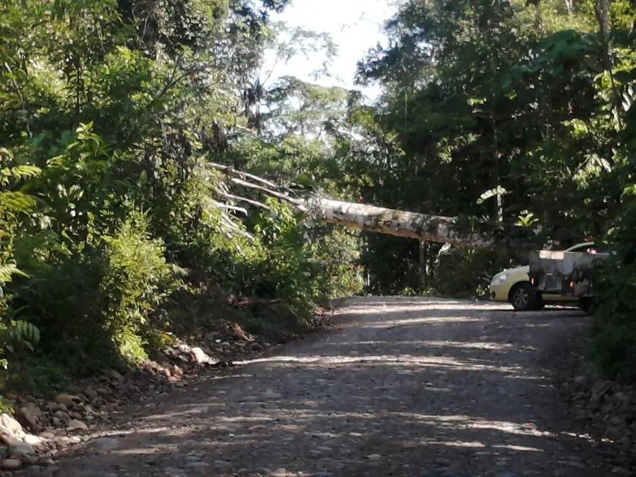 Ecuador: Un árbol de 100 años fue derribado por manifestantes en el marco del paro, lamenta el ministro de Energía, Juan Carlos Bermeo