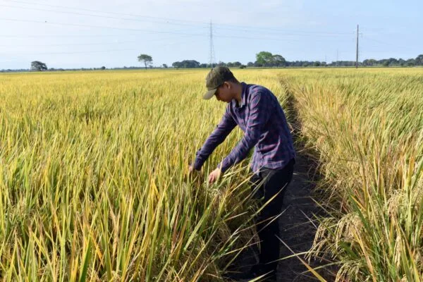 Ecuador: Jóvenes productores aportan a la seguridad alimentaria