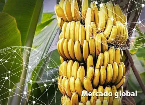 Resumen del mercado global de la banana