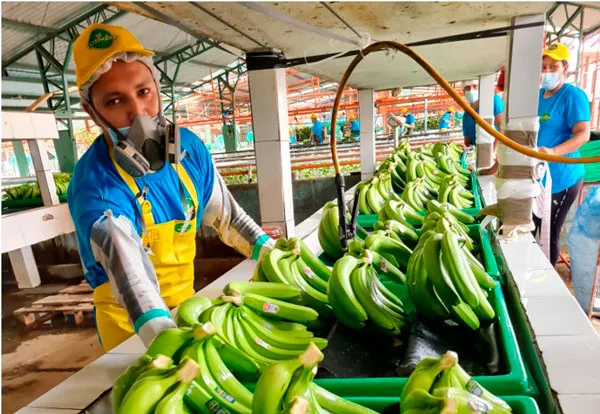 Ecuador: La próxima semana AEBE lanzará el Banana Time 2021 en el hotel Hilton Colón