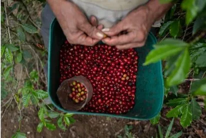 BRASIL: Transforman la cáscara de café robusta amazónico en deliciosa galleta