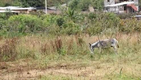 Ecuador: Agricultores dejan de lado los campos en Tungurahua