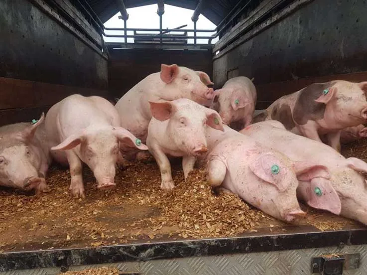 El ICA blinda a Colombia: prohibido el ingreso de productos derivados del cerdo provenientes de España