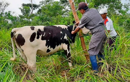 Ecuador: Continúan jornadas de servicio veterinario gratuito para ganaderos de Napo