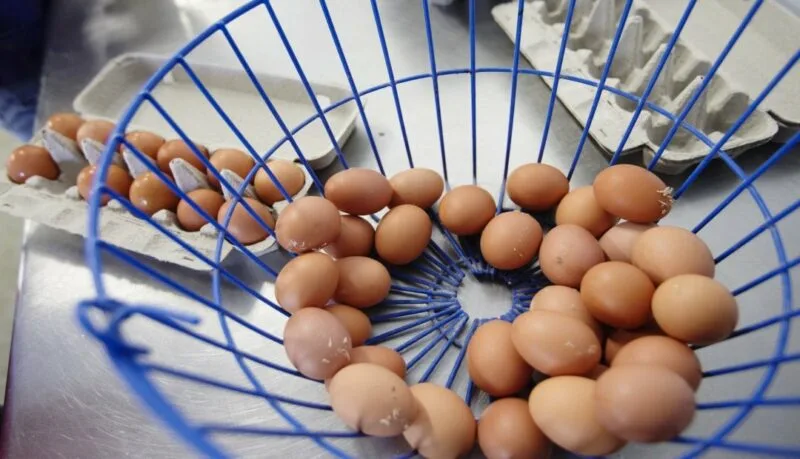 Fundación colombiana del corazón le ha dado el aval al huevo como alimento cardio protector