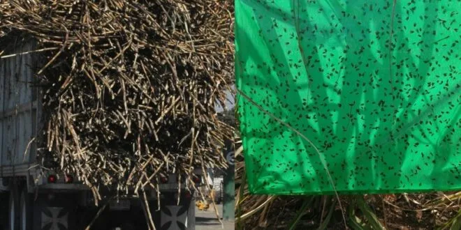 México: Mosca pinta arrasó con más de mil hectáreas de caña de azúcar