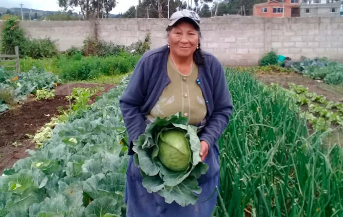 Productores de Aloasí, buscan terreno para continuar ayudando a más agricultores de la tercera edad y discapacitados