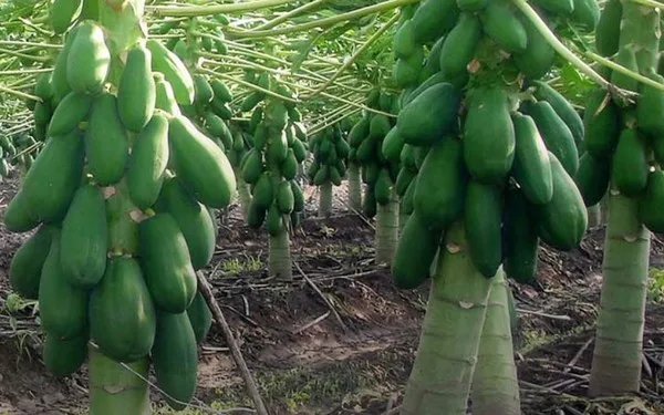 La oferta de papaya podría ser reducida hasta 2022 en EE.UU.