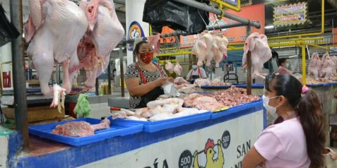 México: Avicultores prevén vender 500 mil pavos durante las fiestas decembrinas en Yucatán
