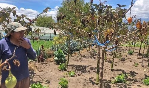 Ecuador: Preocupación en productores de tomate de árbol por paratrioza