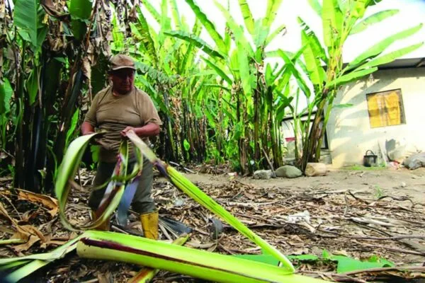 Ecuador: Monterrey, capital mundial del abacá