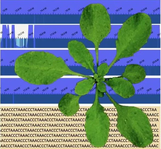 Un estudio arroja luz sobre los ‘agujeros negros’ en el genoma de Arabidopsis
