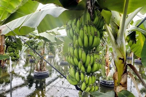 Un invernadero de Shanghái planta bananas sobre el agua con éxito