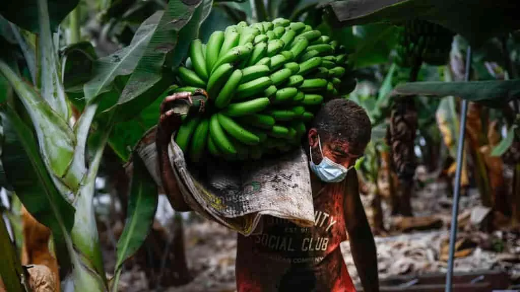 España: Los productores de banano de la isla volcánica reciben un impulso de la marina