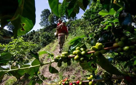 ¿Se pueden eliminar las micotoxinas de un grano infectado?