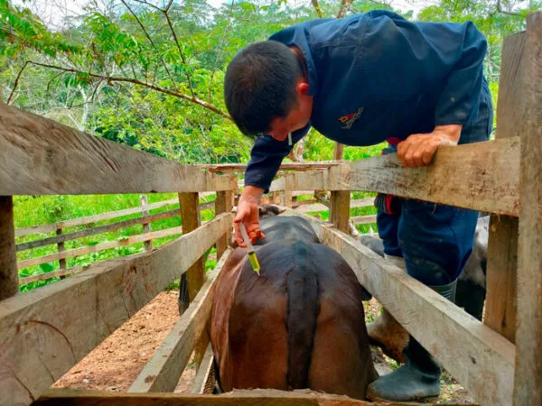 Ecuador: Campaña de desparasitación y vitaminización beneficia a ganaderos de Chonta Punta