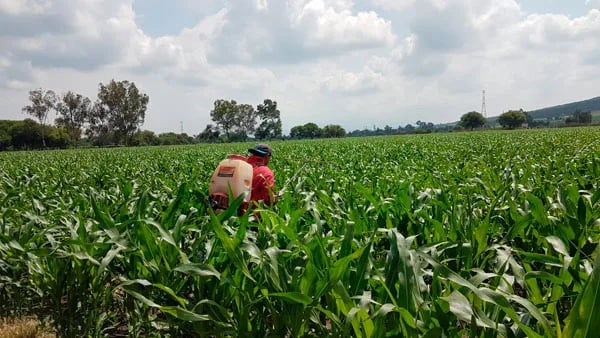Ecuador: Ayuda que ofrece el MAG para compensar costos de producción, no es suficiente dicen los agricultores