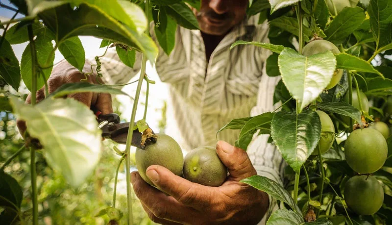 A septiembre, la inversión extranjera en el agro en Colombia ha crecido 32% anual