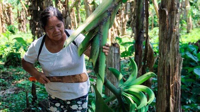 Ecuador: Exportación de plátano fresco no se levanta