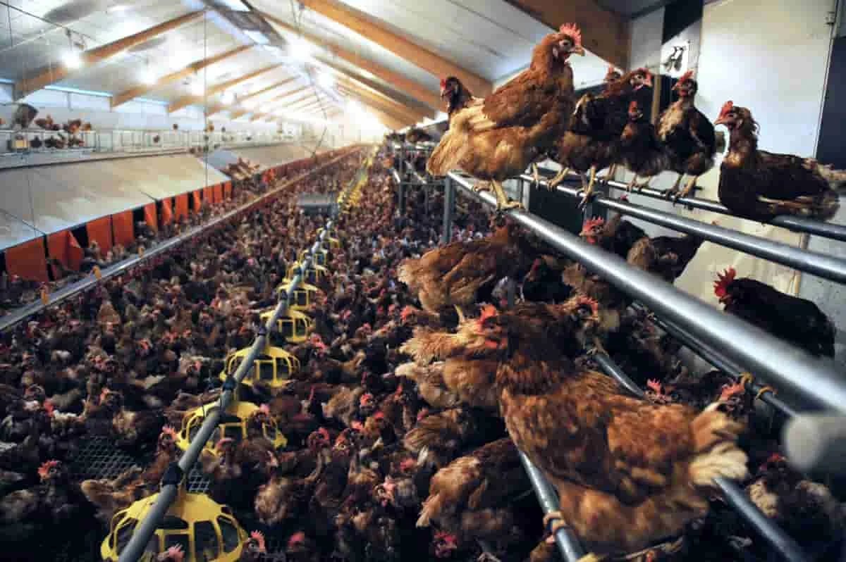 Colombia: Producción animal se enfrenta al crecimiento global