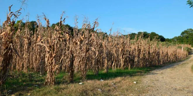 México: Registran más de 100 hectáreas de maíz devastadas por sequía en Tantoyuca