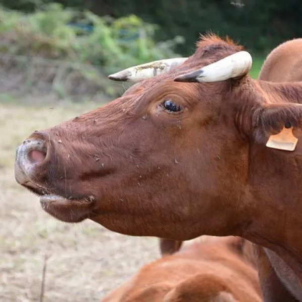 Descubren método en sangre que mejora el diagnóstico de Tuberculosis bovina