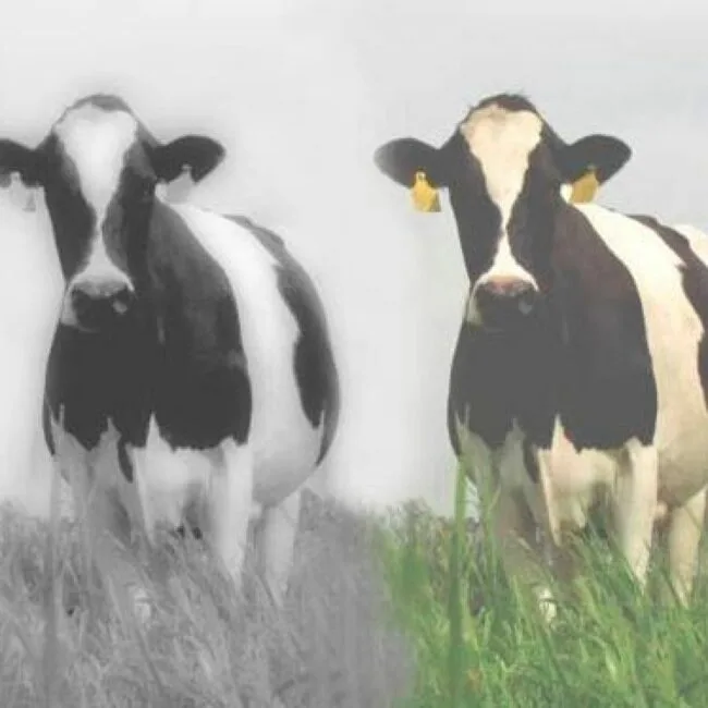 Un nuevo método para la detección de vacas no gestantes