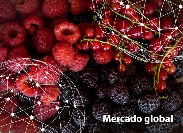 Resumen del mercado global de las frambuesas, moras y grosellas rojas