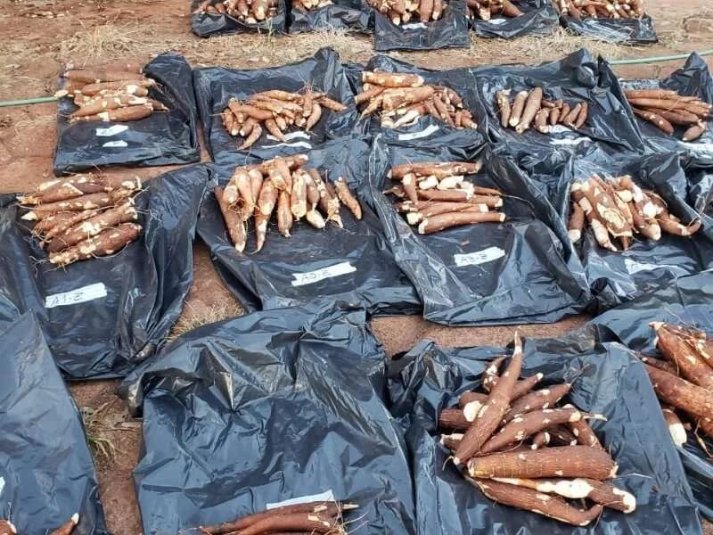 El encalado y el fósforo aumentan los rendimientos de la yuca
