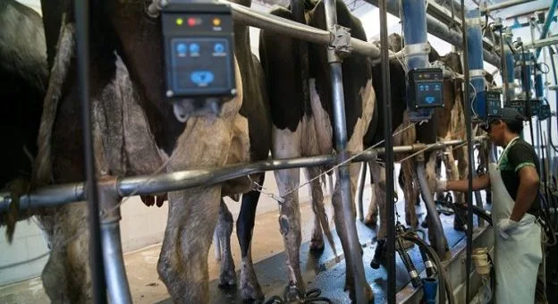 Argentina: La producción láctea crecerá un 3%