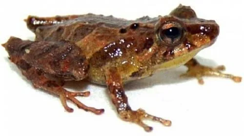 Ecuador: Especie descubierta en Zamora Chinchipe