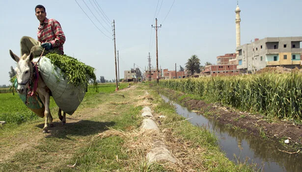 Las exportaciones agrícolas egipcias alcanzan nuevos máximos
