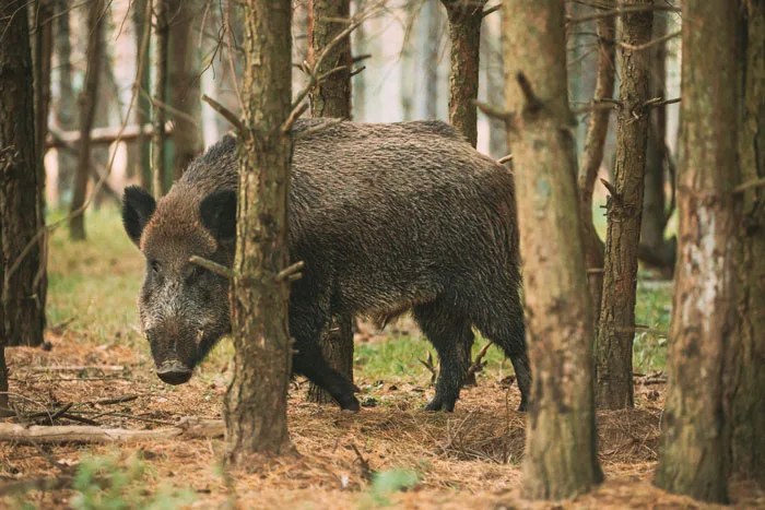 La peste porcina en los jabalíes preocupa a la industria porcina de Italia