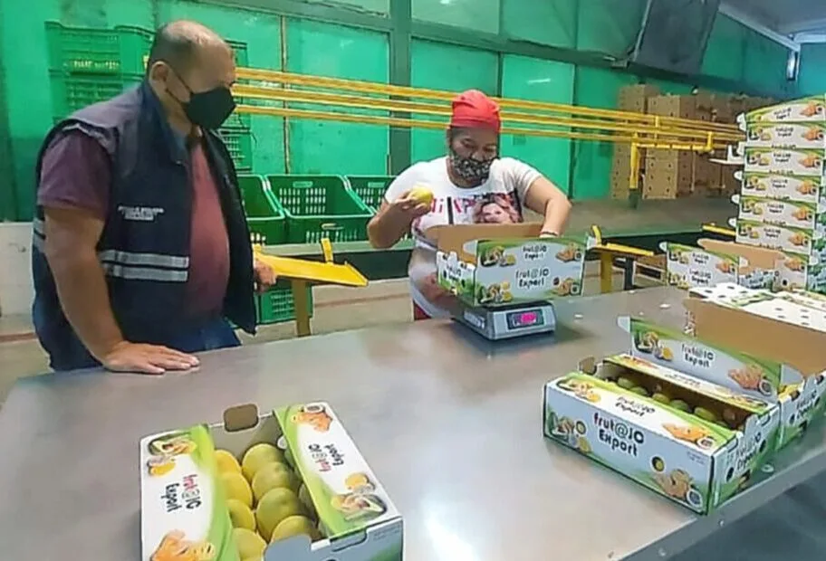 2021 un buen año para las exportaciones de mango ecuatoriano