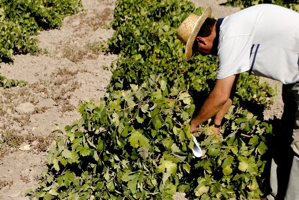 España lidera la agricultura ecológica en Europa pero aún suspende en consumo